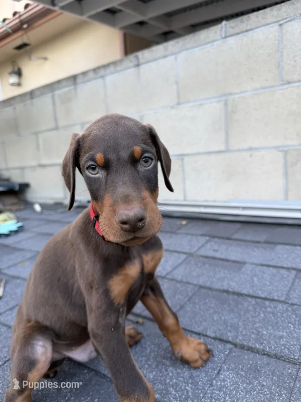 Doberman pinscher – Doberman Pinscher puppy for sale in Los Angeles, CA