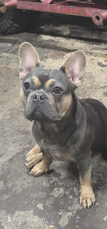 Juliette, a female French Bulldog for sale in Mechanicsburg, PA – Photo 1 of 2