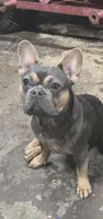 Juliette, a female French Bulldog for sale in Mechanicsburg, PA – Photo 1 of 2