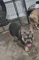 Juliette, a female French Bulldog for sale in Mechanicsburg, PA – Photo 2 of 2