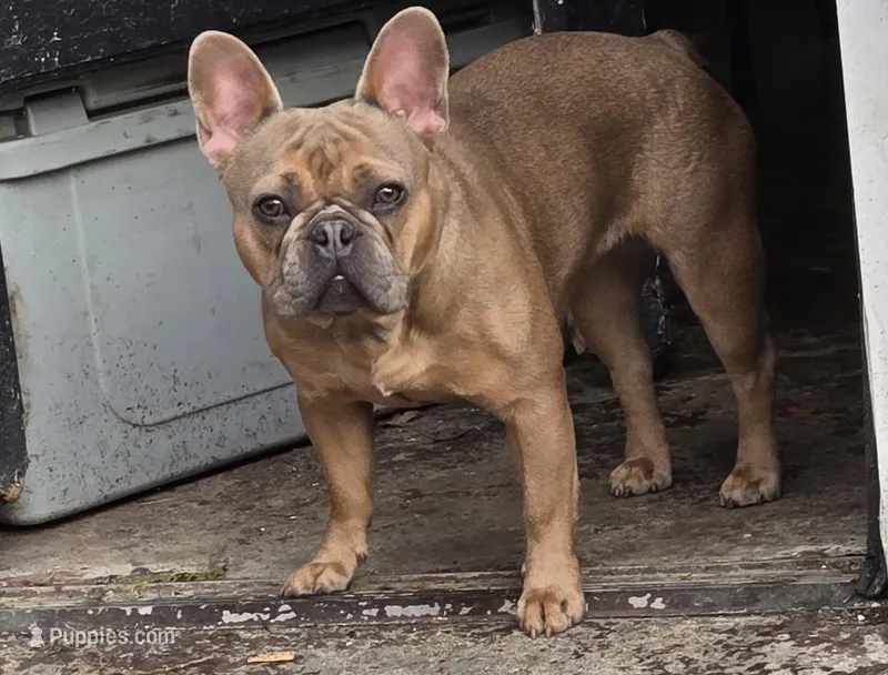 Stella  – French Bulldog puppy for sale in Mechanicsburg, PA