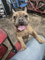 Stella , a female French Bulldog for sale in Mechanicsburg, PA – Photo 2 of 2