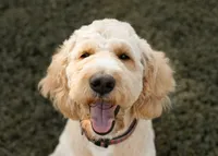 Ginger, a female Goldendoodle for sale in Williamsport, PA – 3 of 9