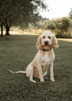 Ginger, a female Goldendoodle for sale in Williamsport, PA – 5 of 9