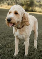 Ginger, a female Goldendoodle for sale in Williamsport, PA – 2 of 9