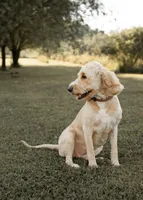 Ginger, a female Goldendoodle for sale in Williamsport, PA – 4 of 9