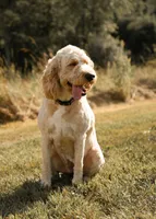 Ginger, a female Goldendoodle for sale in Williamsport, PA – 6 of 9