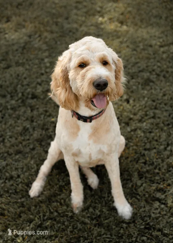 Ginger – Goldendoodle puppy for sale in Williamsport, PA