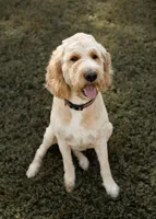 Ginger, a female Goldendoodle for sale in Williamsport, PA – 1 of 9