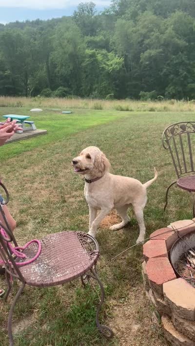 Ginger, a female Goldendoodle for sale in Williamsport, PA – 9 of 9