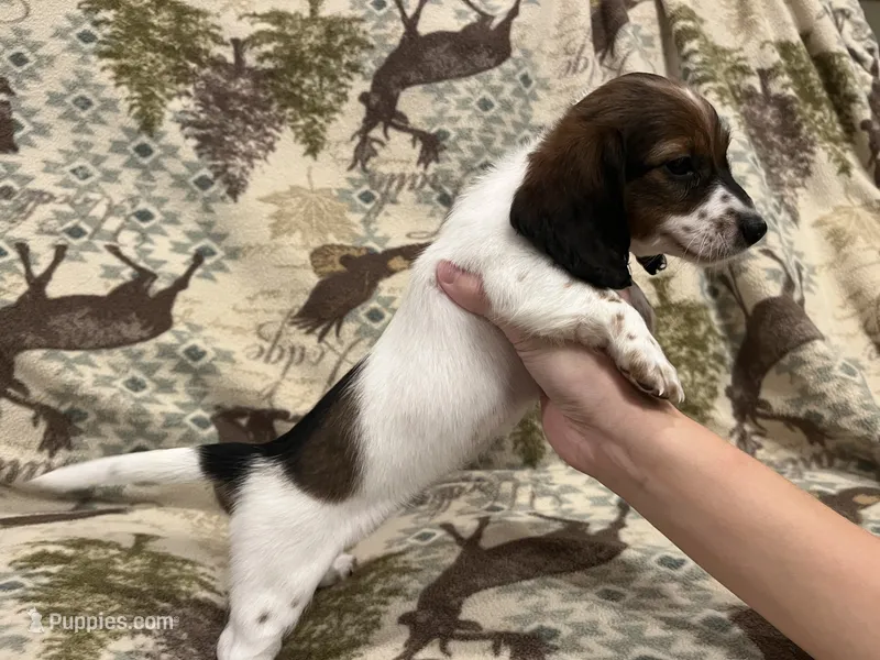 Sue – Miniature Dachshund puppy for sale in Wills Point, TX