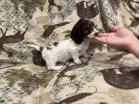 Susie, a female Miniature Dachshund for sale in Wills Point, TX – 1 of 1