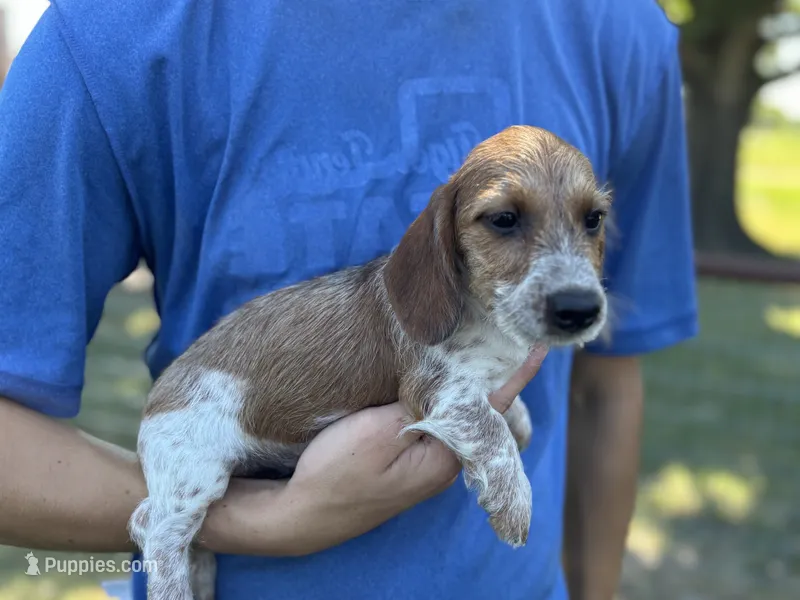 Tramp – Miniature Dachshund puppy for sale in Wills Point, TX
