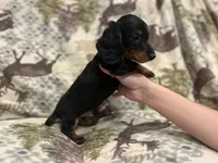 Teddy, a male Miniature Dachshund for sale in Wills Point, TX – 1 of 1