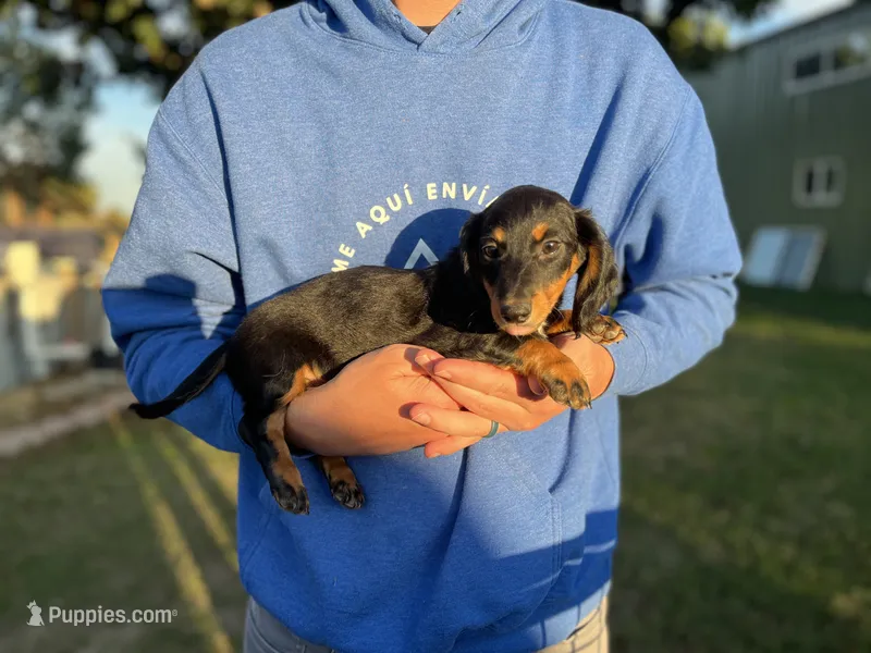 Teddy – Miniature Dachshund puppy for sale in Wills Point, TX