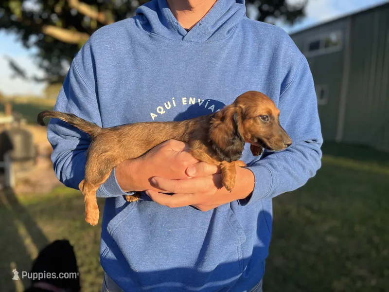 Rose – Miniature Dachshund puppy for sale in Wills Point, TX