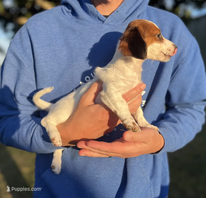 May – Miniature Dachshund puppy for sale in Wills Point, TX
