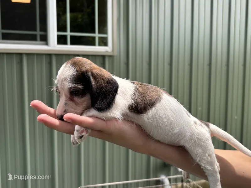 Minnie – Miniature Dachshund puppy for sale in Wills Point, TX