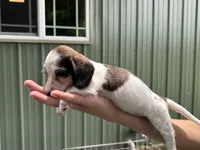 Minnie, a female Miniature Dachshund for sale in Wills Point, TX – 1 of 1