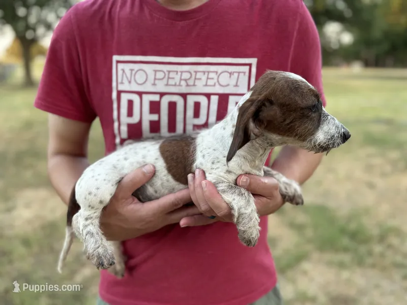 Frank – Miniature Dachshund puppy for sale in Wills Point, TX