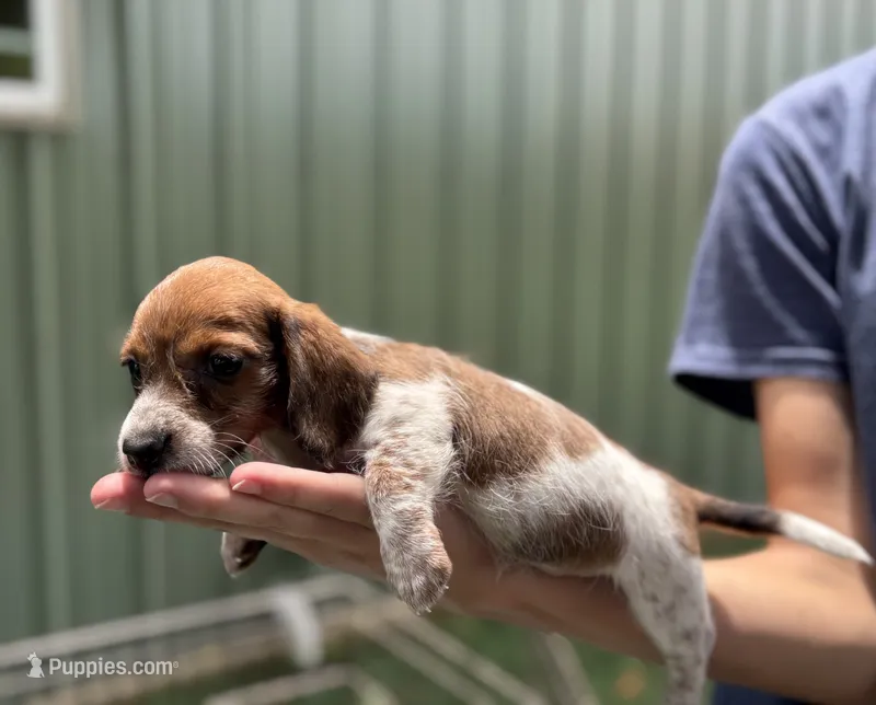 Tramp – Miniature Dachshund puppy for sale in Wills Point, TX