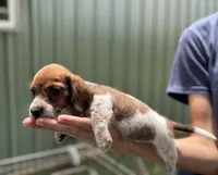 Tramp, a male Miniature Dachshund for sale in Wills Point, TX – 1 of 1