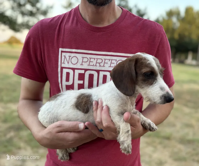 Mac – Miniature Dachshund puppy for sale in Wills Point, TX