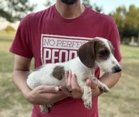 Mac, a male Miniature Dachshund for sale in Wills Point, TX – 1 of 1