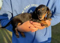 Teddy, a male Dachshund for sale in Wills Point, TX – 1 of 1