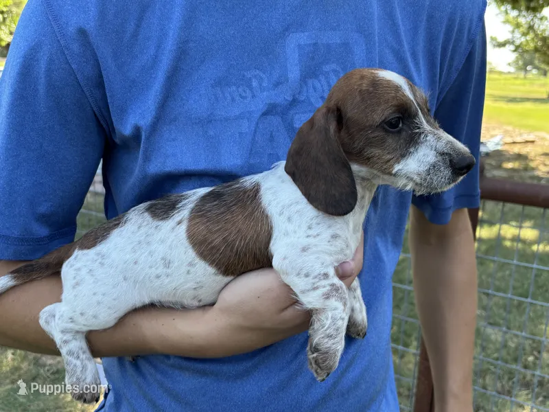 Mac – Dachshund puppy for sale in Wills Point, TX