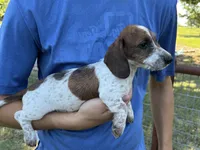 Mac, a male Dachshund for sale in Wills Point, TX – 1 of 1