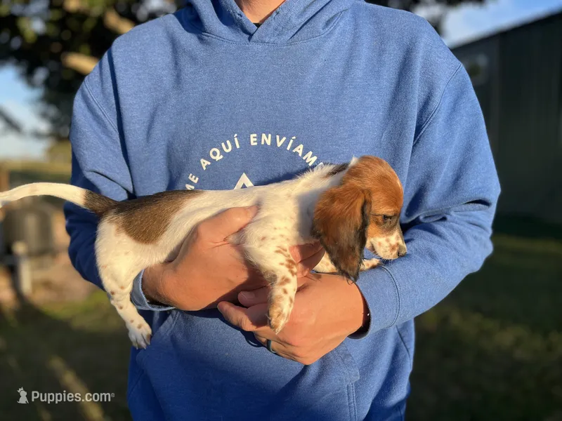 Sue – Miniature Dachshund puppy for sale in Wills Point, TX