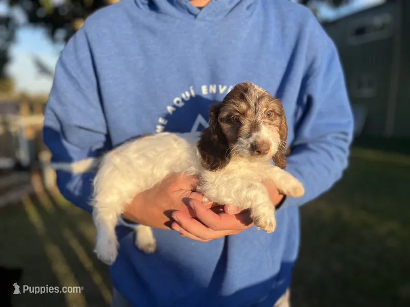 Susie – Miniature Dachshund puppy for sale in Wills Point, TX