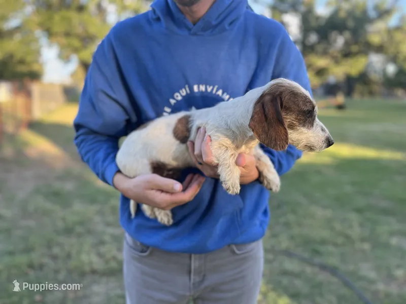 Mac – Dachshund puppy for sale in Wills Point, TX