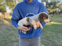 Mac : wirehair , a male Dachshund for sale in Wills Point, TX – 1 of 2