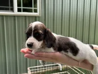 Mater, a male Miniature Dachshund for sale in Wills Point, TX – 1 of 1