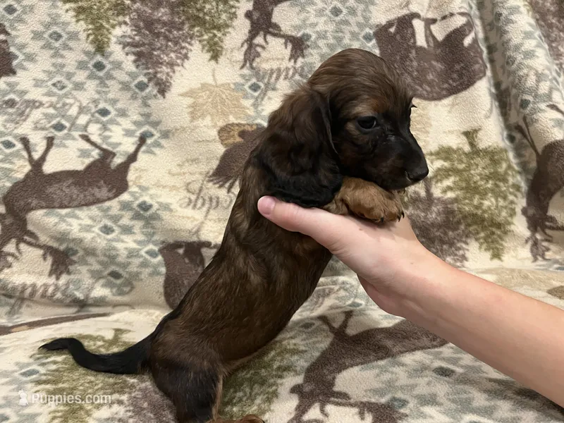 Rose – Miniature Dachshund puppy for sale in Wills Point, TX