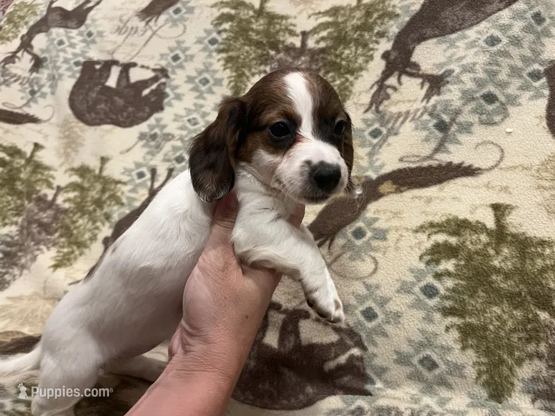 May – Miniature Dachshund puppy for sale in Wills Point, TX