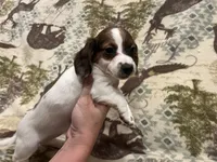 May, a female Miniature Dachshund for sale in Wills Point, TX – 1 of 1