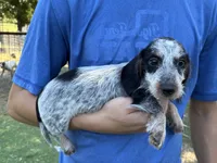 Teddy, a male Dachshund for sale in Wills Point, TX – 1 of 1