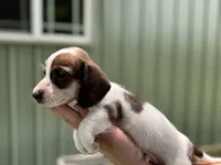 Mac, a male Miniature Dachshund for sale in Wills Point, TX – 1 of 1