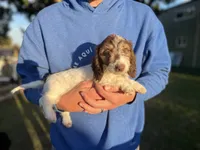 Susie, a male Dachshund for sale in Wills Point, TX – 1 of 1