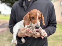 Muffin, a female Dachshund for sale in Wills Point, TX – Photo 1 of 2
