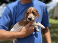 Muffin, a female Dachshund for sale in Wills Point, TX – Photo 2 of 2