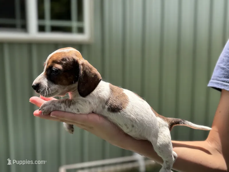 Frank – Miniature Dachshund puppy for sale in Wills Point, TX