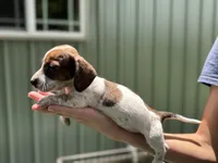 Frank, a male Miniature Dachshund for sale in Wills Point, TX – 1 of 1