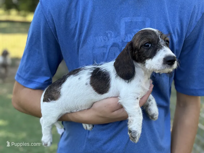 Mater – Miniature Dachshund puppy for sale in Wills Point, TX