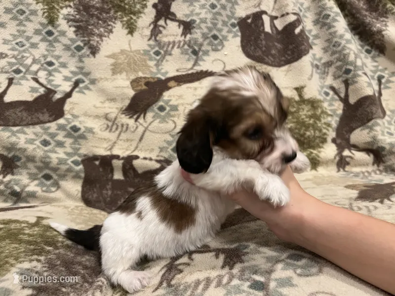 Tiny Tim  – Miniature Dachshund puppy for sale in Wills Point, TX