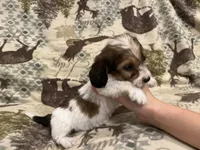 Tiny Tim , a female Miniature Dachshund for sale in Wills Point, TX – 1 of 1