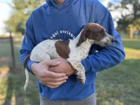 Frank : wirehair , a male Dachshund for sale in Wills Point, TX – 1 of 2